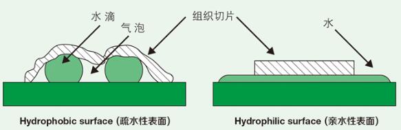 親水型粘附載玻片（CL004A）